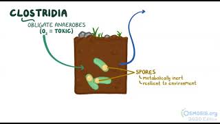 Understanding Clostridia Bacteria Health Impacts Infections and Prevention x osmosis [upl. by Evad54]