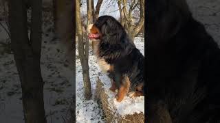 Бернский зенненхунд Джастин  Bär Vom Matterhorn  bernersennenhund bernese Mountain Dog BMD [upl. by Lenehc]