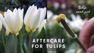 How I lift amp store Spring bulbs 🌷 how to get your Tulips Daffodils amp Hyacinths to bloom again ✂️ [upl. by Lewak]