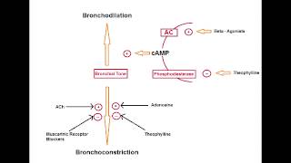 Asthma Drugs  Muscarinic Antagonists Ipratropium [upl. by Enaamuj687]