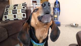 Walker the coonhound sings the song of his people [upl. by Nnaegroeg]