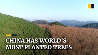 As China continues planting trees 23 of the country is now covered in forest [upl. by Aneeb]