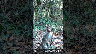 Indian Macaque on high alert  🐒 [upl. by Nevaeh]