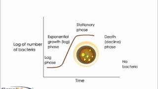 Growth curve of Bacteria [upl. by Marline]