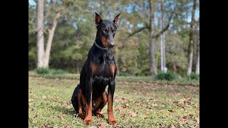 European Doberman Pinscher [upl. by Hamrah]