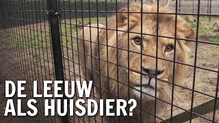 Waarom heeft de mens de leeuw als huisdier  De Buitendienst over Wilde dieren [upl. by Burrill]