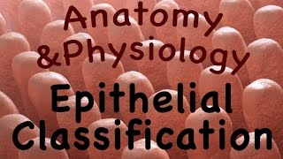 Integumentary System  Epithelial Classification 0602 [upl. by Ebeohp79]