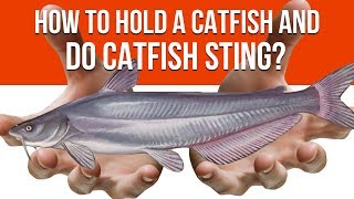 How To Hold A Catfish and Do Catfish quotStingquot [upl. by Noemi]