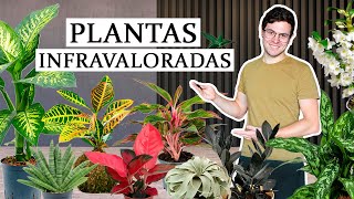 TOP 8 plantas de interior infravaloradas [upl. by Eednam]