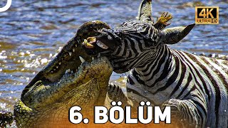 VAHŞİ SERÜVEN 6 BÖLÜM  4K HAYVAN BELGESELİ [upl. by Gone155]