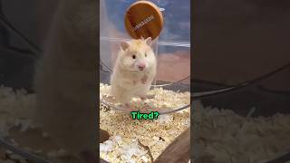 Hamster Exercise 😨 [upl. by Heimer]