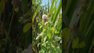 Water mint Wheatland Farm Devon [upl. by Keenan]