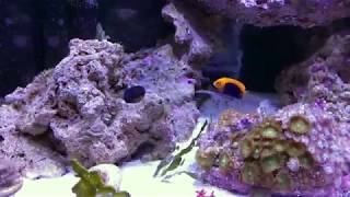 Flameback angelfish [upl. by Mariellen]