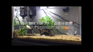 【熱帯魚飼育】プラティの出産徴候・兆候・前兆の撮影に成功！Signs of Platy Xiphophorus maculatus birth！【Aquarium】 [upl. by Ardme822]