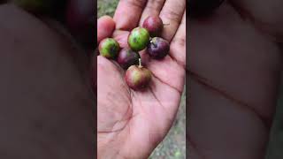 Flacourtia Jangomas FruitGovernors PlumFlacourtia indica fruitUguressa Fruit shortsvideoshorts [upl. by Lorou]