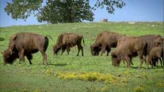 Arkansas Buffalo Ranching  Americas Heartland [upl. by Moreville678]