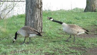 Canada Geese Fighting Attacking and Honking [upl. by Yenduhc]