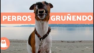 Perros gruñendo  Growling dogs [upl. by Rodl]