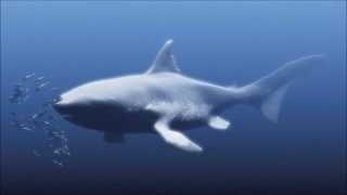 REAL MEGALODON SHARK CAUGHT ON CAMERA 2014 [upl. by Fabriane104]