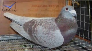 30 Superstar Racing Pigeons German Pigeon Show DBA 2016 Slideshow [upl. by Irap]