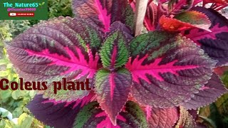 Coleus plant TheNature65 coleus [upl. by Sher]