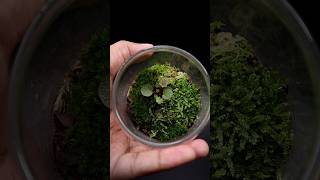 Strawberry Begonia Terrarium [upl. by Anaitsirk]