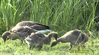 GRÅGÅS Greylag Goose Anser anser Klipp  699 SU [upl. by Ojytteb416]