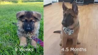 German Shepherd Puppy Growing Up  8 Weeks to 45 Months [upl. by Meill]