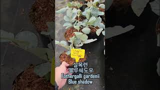 실목련 블루쉐도우 Fothergalli gardenii Blue shadow [upl. by Odracer]