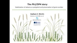 The Ph1 ZIP4 story stabilization of wheat as a polyploid and preservation of grain number [upl. by Hanid]