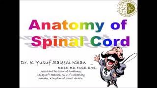 Anatomy of the SPINAL CORD  Dr Yusuf [upl. by Sito]