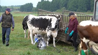 Dojenie na polu białogrzbietów Podlasie [upl. by Sidalg]