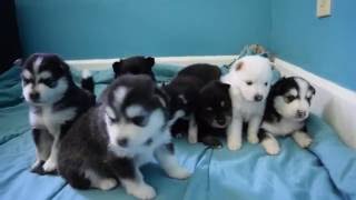 Pomsky Puppies Playing [upl. by Ahsyla835]