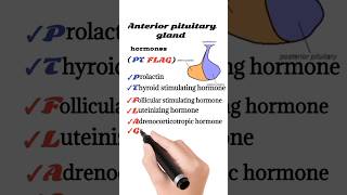 anterior pituitary gland hormones [upl. by Auqinehs961]