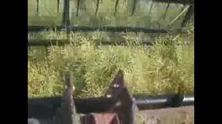 Smart Auger Windrowing Canola [upl. by Robinette]