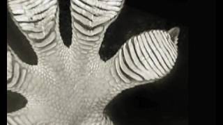 Carbon material gives more grip than gecko feet [upl. by Nylavad]