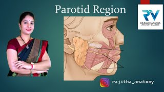 Parotid Region  Parotid Gland Anatomy  NEET PG  NEXTFELLOW APP  FMGE  USMLE  MBBS  BDS [upl. by Anikes]