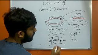 Cell Wall of a Gram Negative Bacteria [upl. by Karalynn]