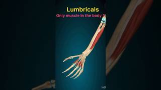 LUMBRICALS only muscle in the body anatomy biomechanics electrotherapy neurophysio classes [upl. by Whiting486]