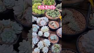 먼로와철화들머라이어캐리국민다육 succulent conophytum 多肉植物 번식취미아로마다육 [upl. by Ranna436]