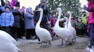 Swan Parade 2016 [upl. by Ddarb]