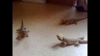 3 bearded dragons mate calling [upl. by Herve]