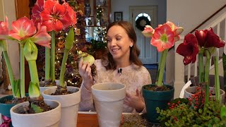 My Passion for Amaryllis  Planting Care Reblooming and Creative Ideas for Amaryllis Bulbs [upl. by Ylluz653]