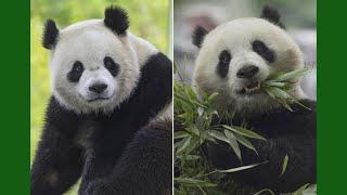 Giant pandas return to National Zoo [upl. by Eelinej]