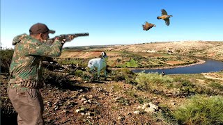 Chasse Perdrix au maroc  Partridge Hunting  قنص الحجل [upl. by Root]