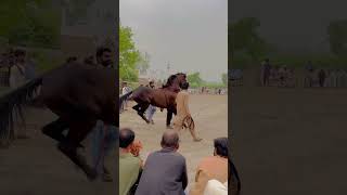 Amazing horse dance on the rhythm of dhol  Shah Savar Ustad Mahr Tanveer Haider Bharwana horse [upl. by Barthol]