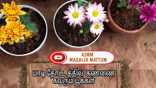 Maadi thottam new vlog Anitha Pushpavanam Kuppusamy  அனிதா புஷ்பவனம் குப்புசாமி மொட்டை மாடி தோட்டம் [upl. by Anhcar]