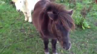 Bedtime for Shetland Ponies [upl. by Russian]