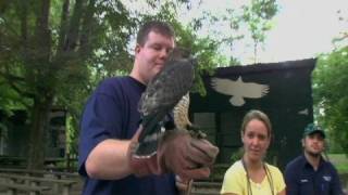 Birds of Prey at Penn State [upl. by Eniluqaj]