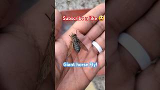 Yuck Just got attacked by a Giant Fly shorts fly farm homesteading horsefly [upl. by Dowling677]